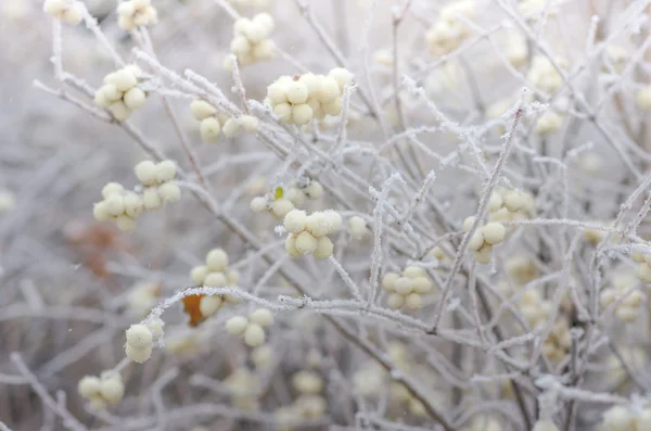 A bokrok és a bogyók, snowberry Dér — Stock Fotó