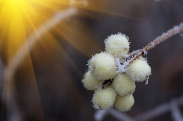 Szron na krzakach i jagody snowberry — Zdjęcie stockowe