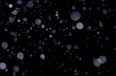 Kış düşen kar siyah arka plan