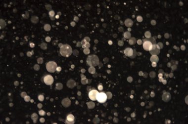 Kış düşen kar siyah arka plan