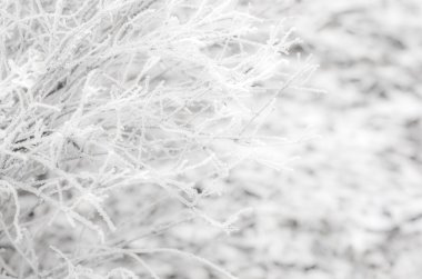 Güzel beyaz kış Frost'un üzerinde ağaç ve çalı