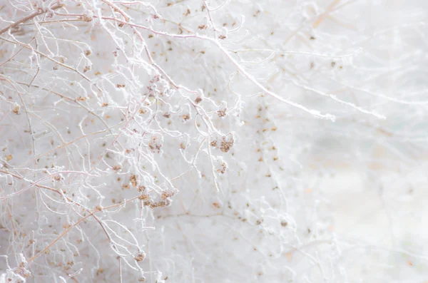 Абстрактный размытый куст в снегу — стоковое фото