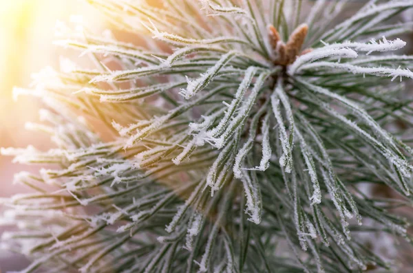 Sněhová jinovatka na borovice, smrk — Stock fotografie