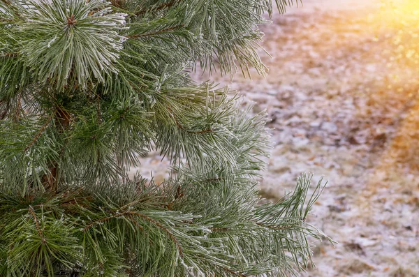 Sněhová jinovatka na borovice, smrk — Stock fotografie