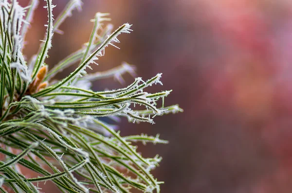 Hoarfrost snow on pine, spruce — Stock Photo, Image