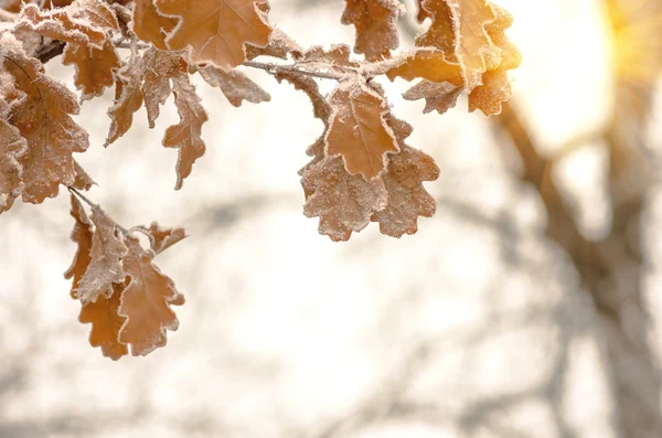 Listí z dubu s jinovatka v lese — Stock fotografie