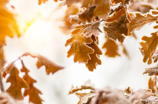 Feuilles de chêne avec givre dans la forêt — Photo