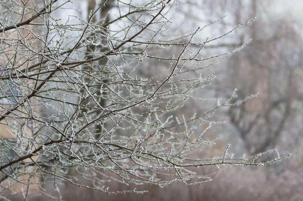Белый зимний иней фон — стоковое фото