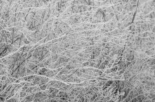 White wintry hoarfrost background — Stock Photo, Image