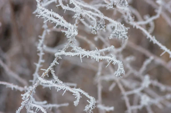 Branco wintry hoarfrost fundo — Fotografia de Stock