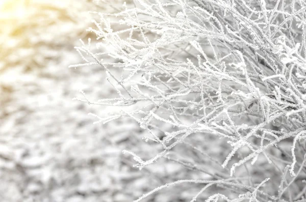 Branco wintry hoarfrost fundo — Fotografia de Stock