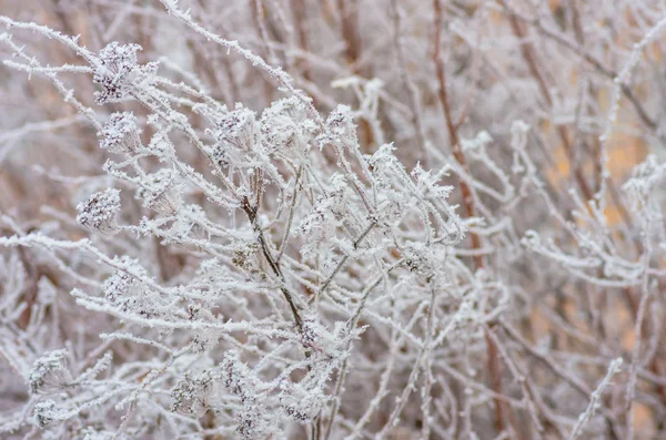 Iarnă albă fundal hoarfrost — Fotografie, imagine de stoc