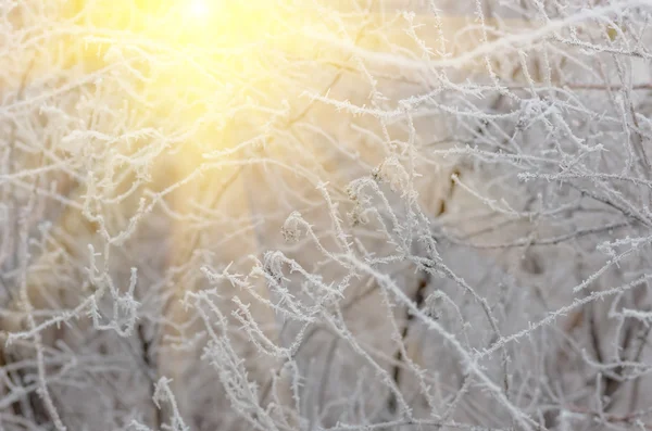 Beyaz Kış hoarfrost arka plan — Stok fotoğraf