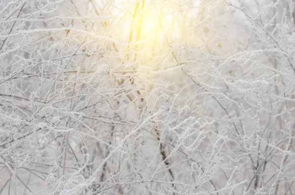 Красивые Белые Зимние Морозы Деревьях Кустарниках — стоковое фото