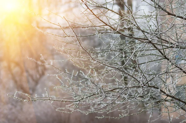 Bela Geada Branca Inverno Nas Árvores Arbustos — Fotografia de Stock