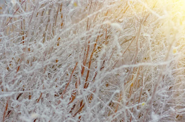 Bela Geada Branca Inverno Nas Árvores Arbustos — Fotografia de Stock