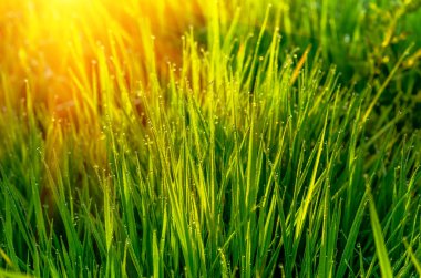 Çiyli yeşil çimen