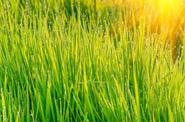 Çiyli yeşil çimen