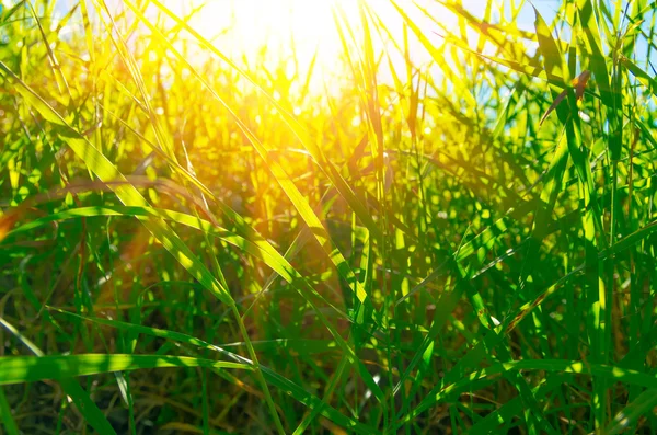 Hermosa hierba verde — Foto de Stock