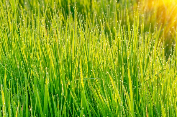 Зеленая трава с росой — стоковое фото