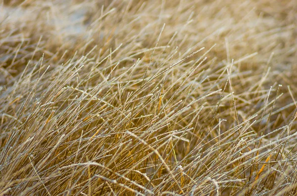 冬の朝に雪に覆われた凍った乾燥した草 — ストック写真