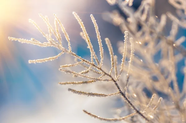 冬季早晨 冰冻的干草被雪覆盖 — 图库照片