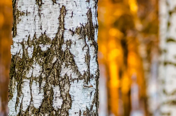 White Birch Tree Forest Background — Stock Photo, Image