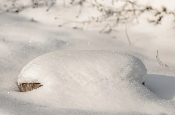 Baumstümpfe Winter Und Schnee — Stockfoto