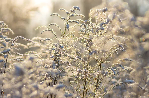 Gefrorenes Trockenes Gras Das Einem Wintermorgen Mit Schnee Bedeckt Ist — Stockfoto