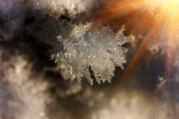 Neve e brina chiudono — Foto Stock