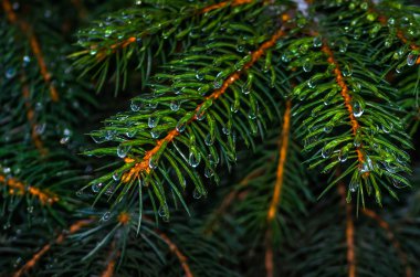 Damla su, Ladin makro