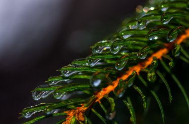 Damla su, Ladin makro