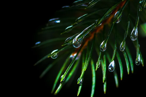 Picea con gotas de agua, macro — Foto de Stock