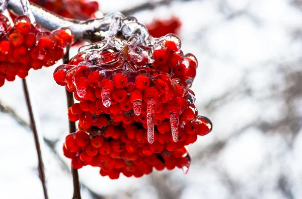 Icicles on mountain ash — Stock Photo, Image