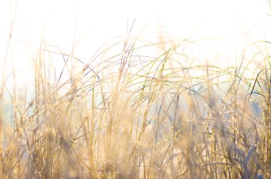 Bir kış sabahı karla kaplı donmuş kuru ot
