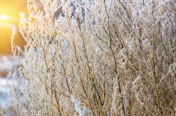Herbe Sèche Congelée Recouverte Neige Matin Hiver — Photo