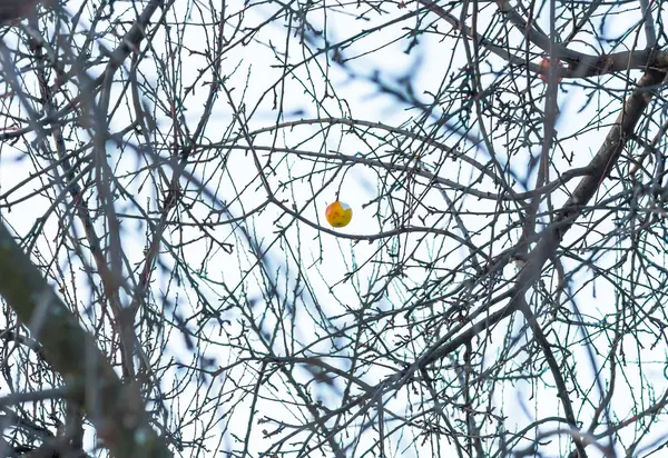 Žluté Jablko Větvi Sněhu Zimě — Stock fotografie