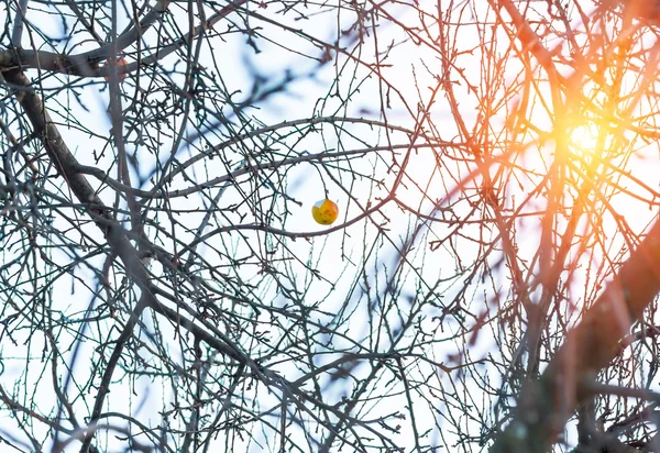 Желтое яблоко на ветке в снегу — стоковое фото