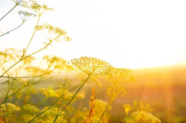 Amanecer en el verano — Foto de Stock