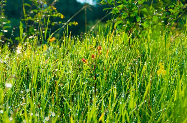 Brotar albaricoque mañana en la hierba — Foto de Stock