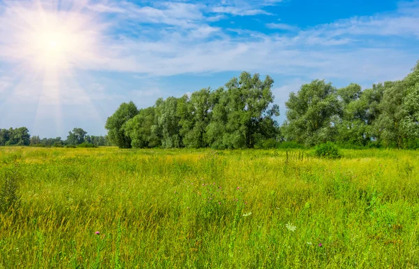 Zielona trawa i drzewa — Zdjęcie stockowe