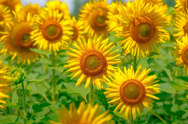 Влітку цвітіння соняшнику — стокове фото