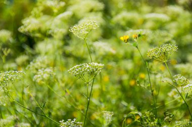 Yeşil Çimen Arkaplanı