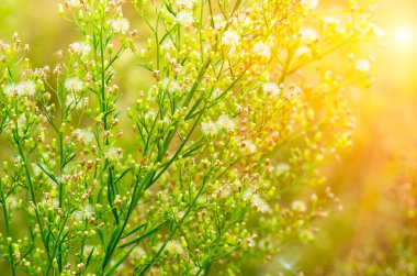 Yeşil Çimen Arkaplanı