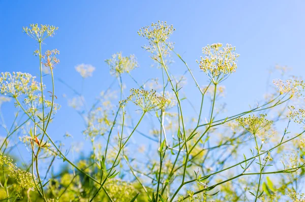 Green grass  background — Stock Photo, Image