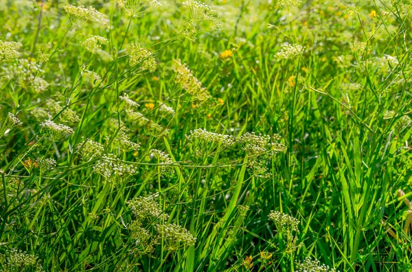 Green grass  background — Stock Photo, Image