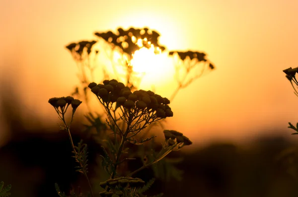 Θηρανθεμίς vulgare Tanacetum — Φωτογραφία Αρχείου