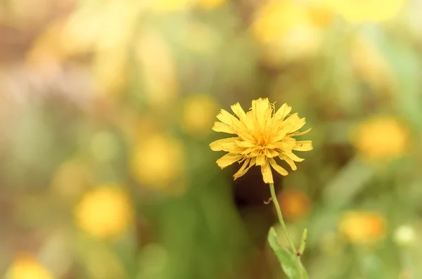 Beautiful yellow flower — Stock Photo, Image