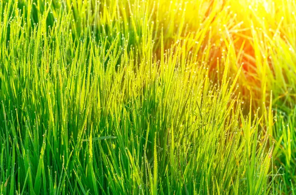 Fondo de hierba verde — Foto de Stock