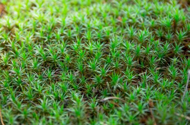 Ormanda güzel yeşil yosun